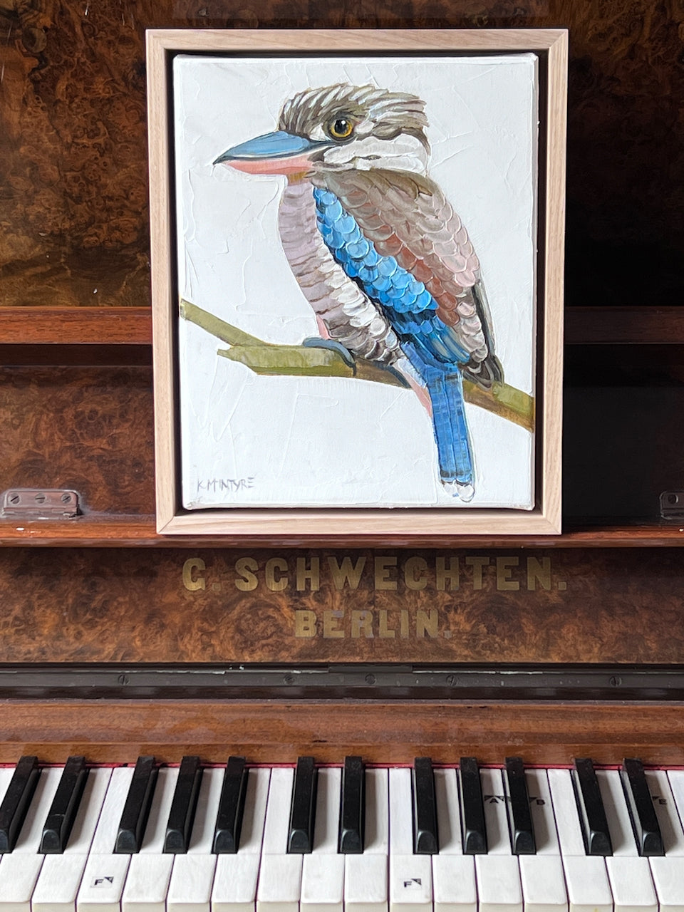 Blue winged kookaburra II