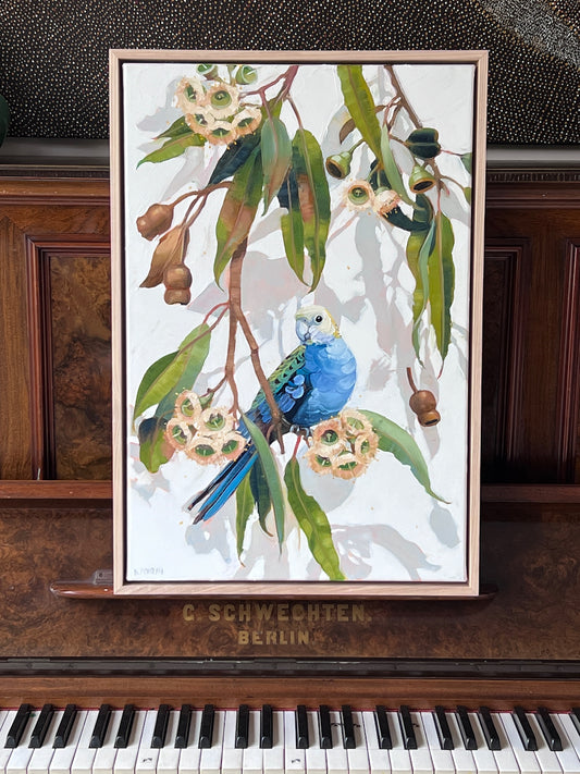 Pale headed rosella with white gum