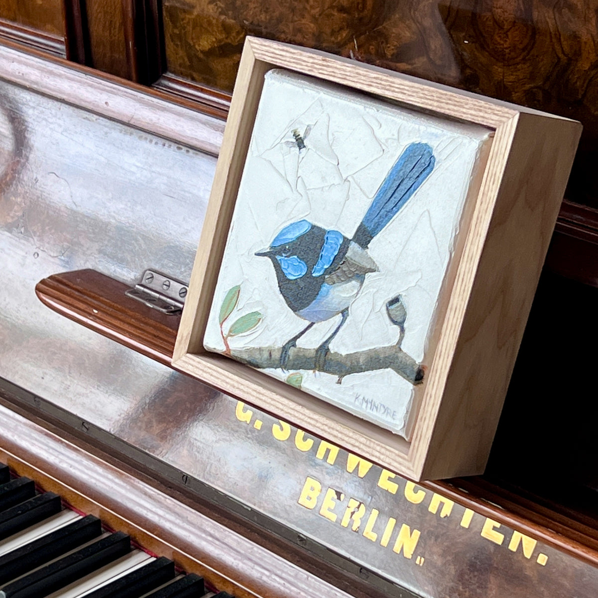 Superb blue wren with bee