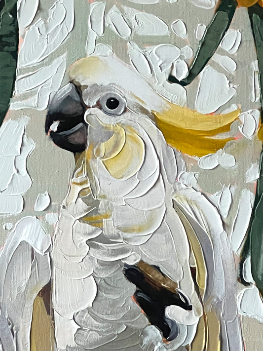 Cocky in the wattle tree (Reserved for Andrew)