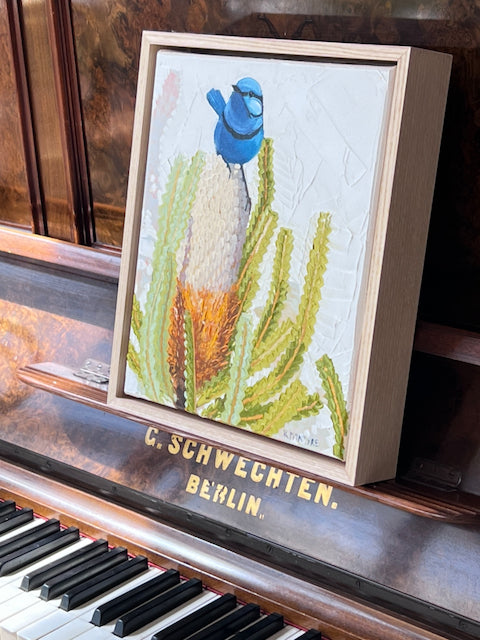 Splendid blue wren with banksia