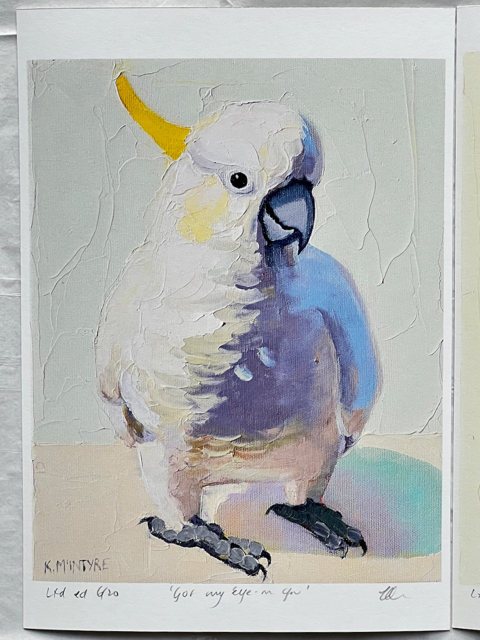 Individual bird portraits- Giclee prints limited edition of 20 each available