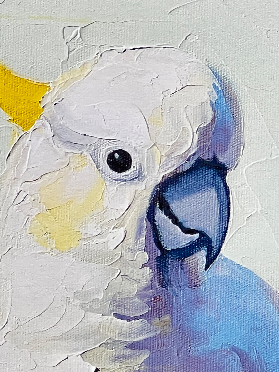 Individual bird portraits- Giclee prints limited edition of 20 each available