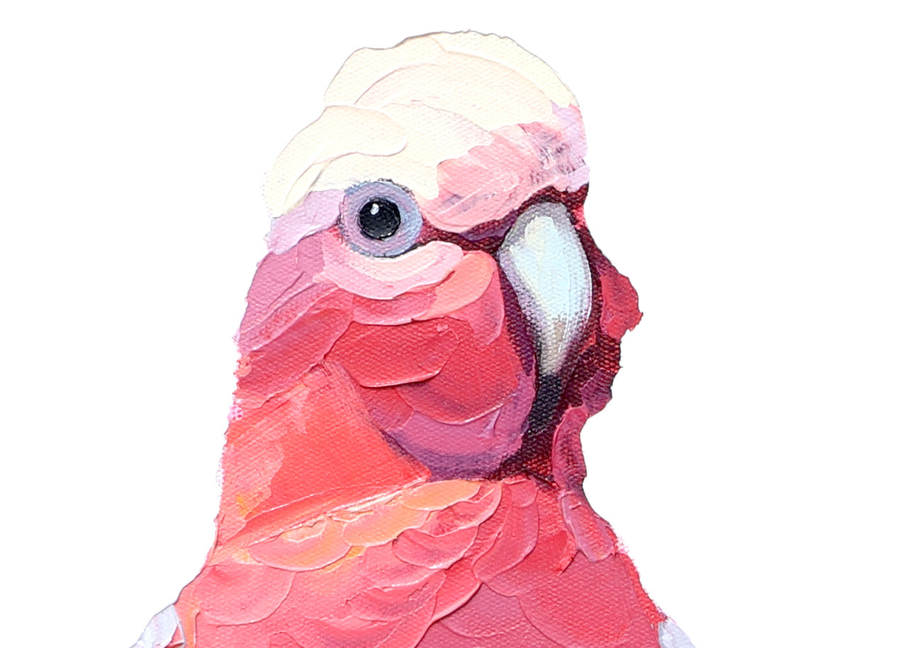 close up of an original galah design by australian artist, kirsty mcintyre, available on t-shirts and tote bags