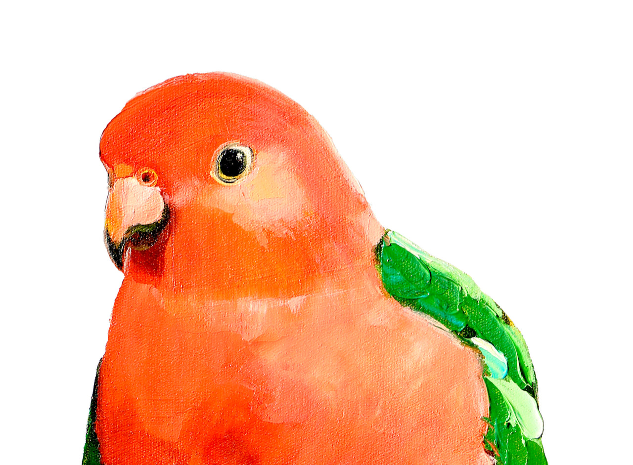 australian native king parrot designed by kirsty mcintyre, available on t-shirts and tote bags
