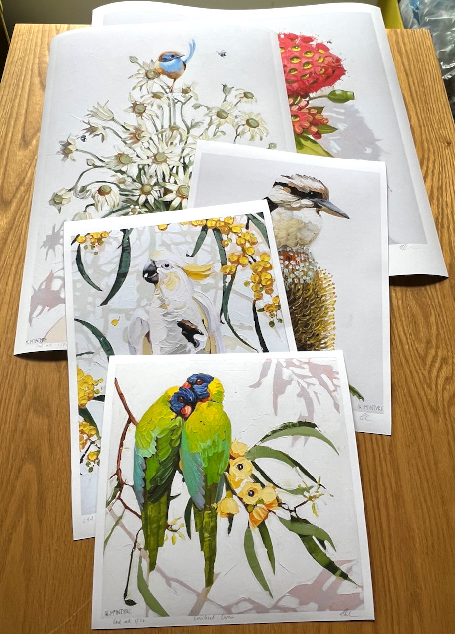 Blue wren with flannel flowers; limited edition print available in two sizes, A1 & A2 (sold unframed)