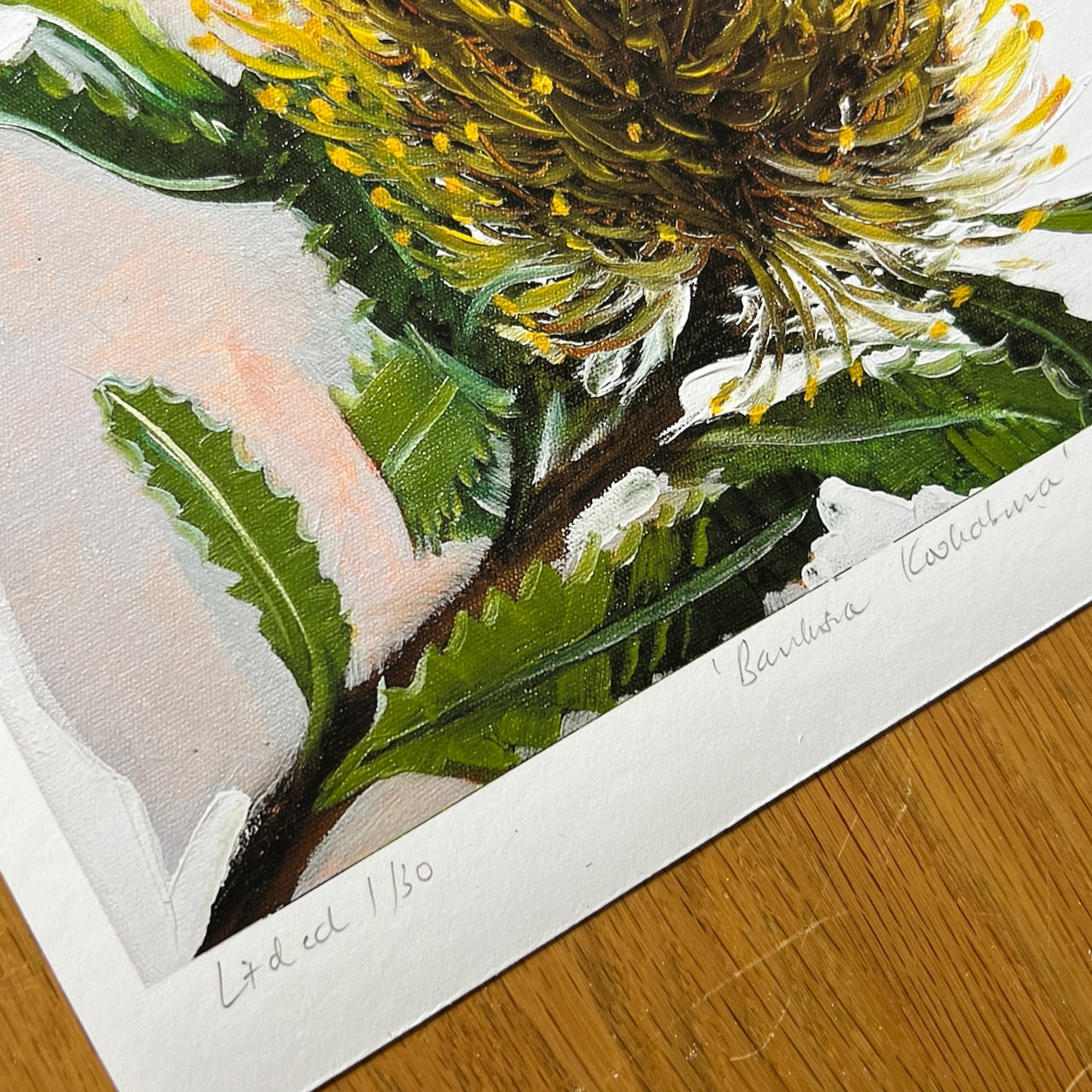 Banksia kookaburra (Ltd ed A3 print) Unframed.