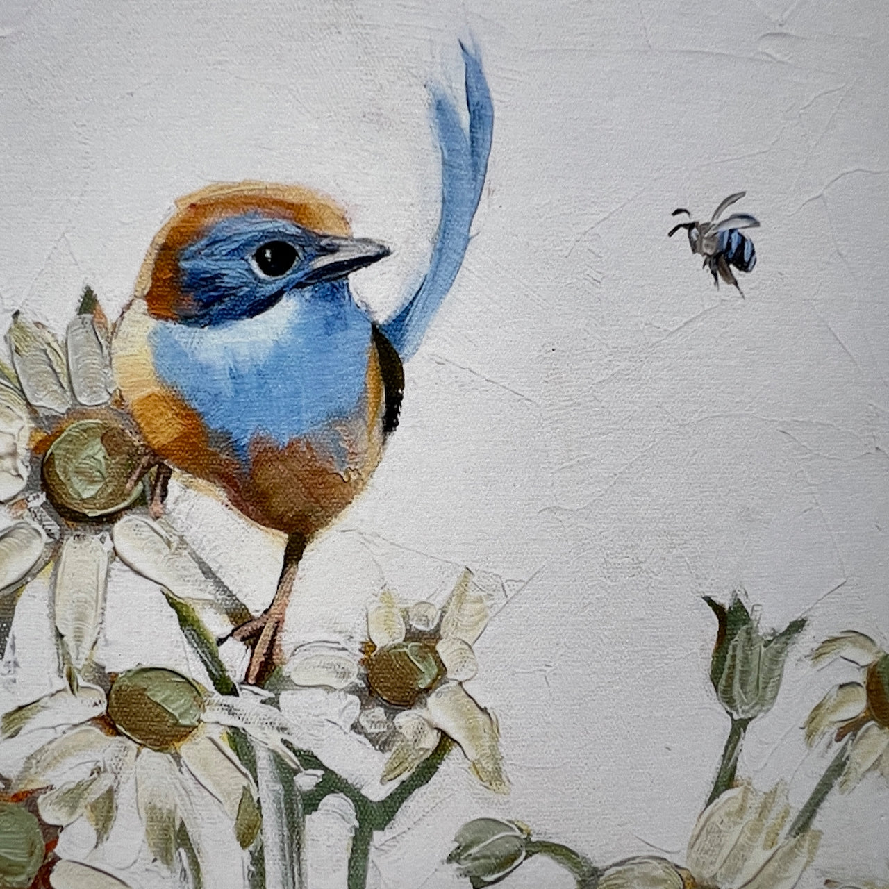 Blue wren with flannel flowers; limited edition print available in two sizes, A1 & A2 (sold unframed)