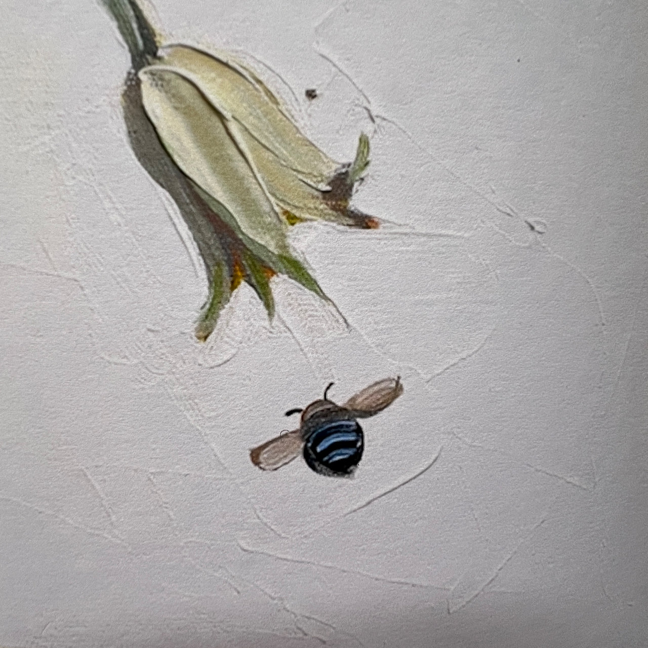 Blue wren with flannel flowers; limited edition print available in two sizes, A1 & A2 (sold unframed)