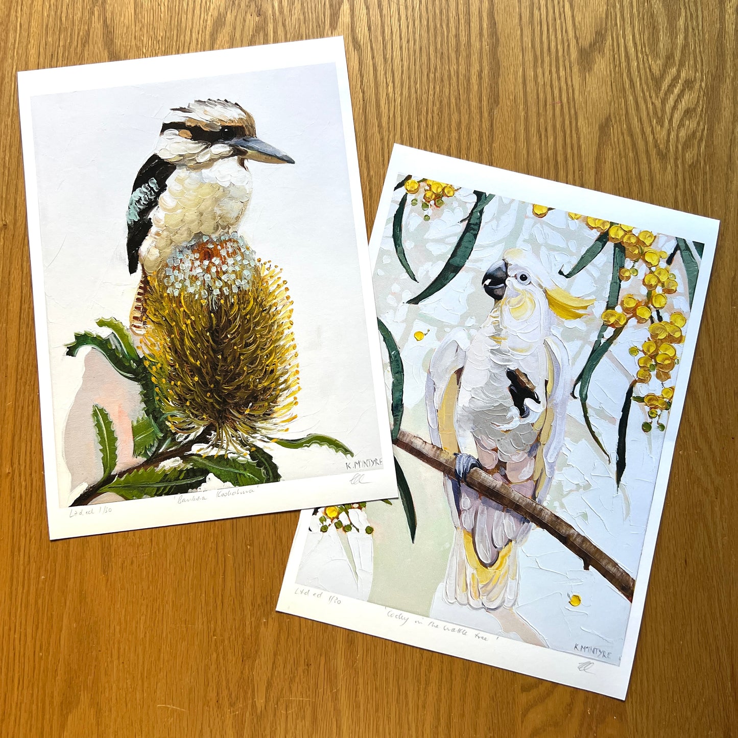 Cocky in the wattle tree (ltd ed A3 print) Unframed.