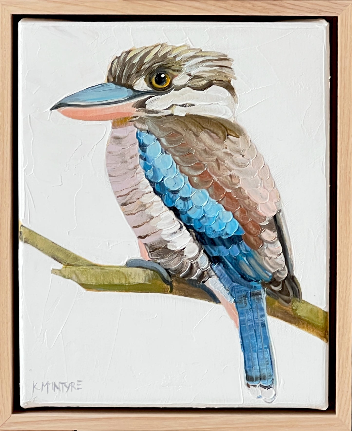 Blue winged kookaburra II