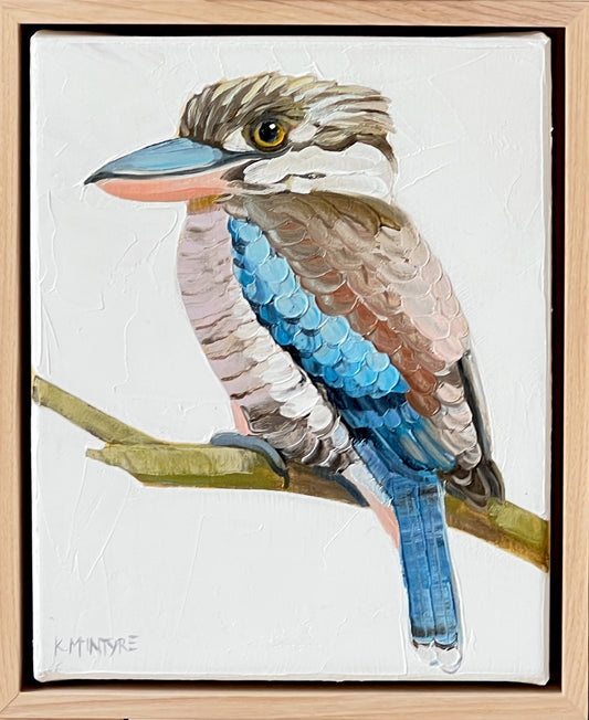 Blue winged kookaburra II