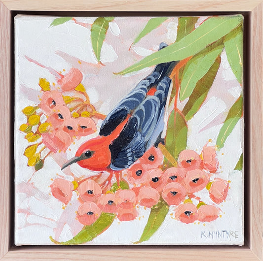 Scarlet honeyeater with pink blossom