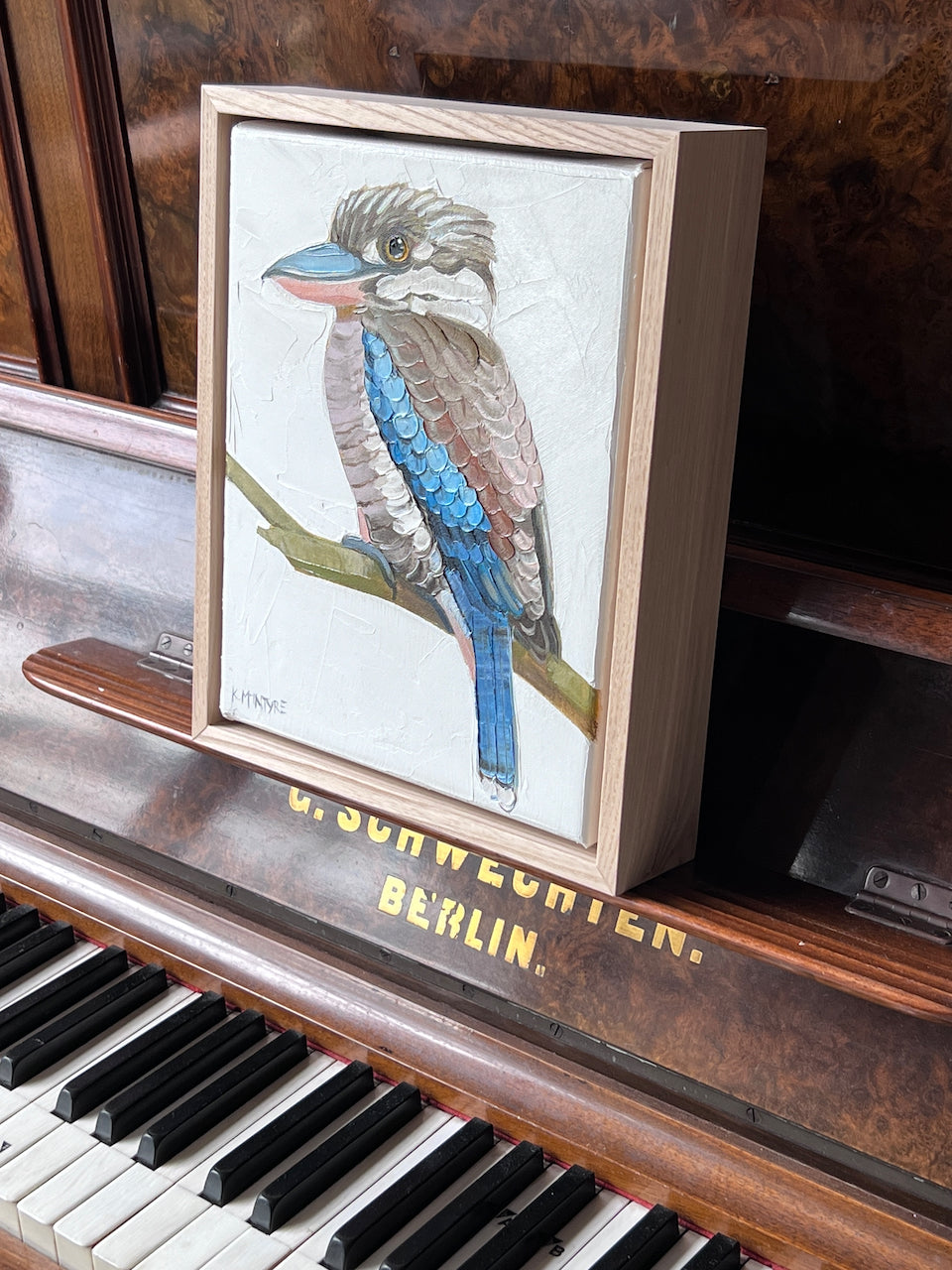 Blue winged kookaburra II