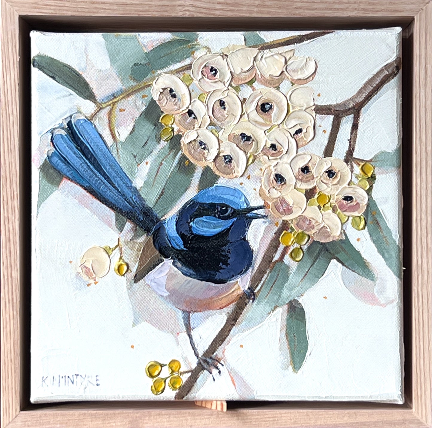 Superb blue wren with white gum blossom (reserved for Fiona)