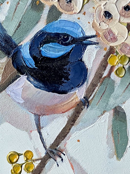Superb blue wren with white gum blossom