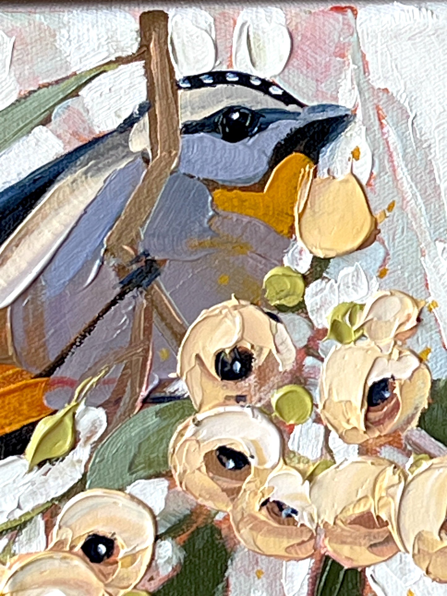 Spotted pardalote in the gum blossom