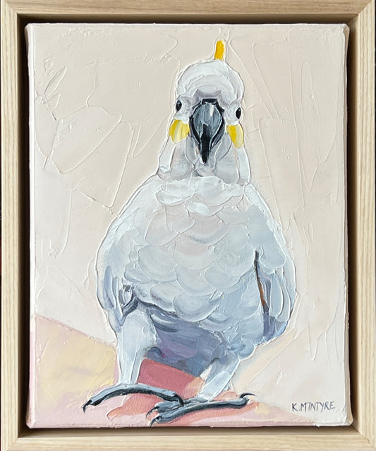 Friendly cocky