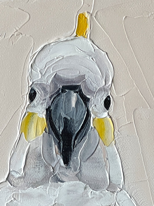 Friendly cocky