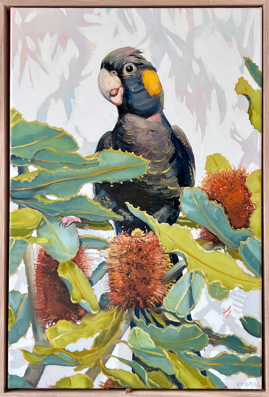 A framed painting of a yellow tailed blaock cockatoo perched among green leaves and orange-brown spiky flowers, with a light background and a thin brown frame. Original art by Australian  bird artist, Kirsty Mcintyre