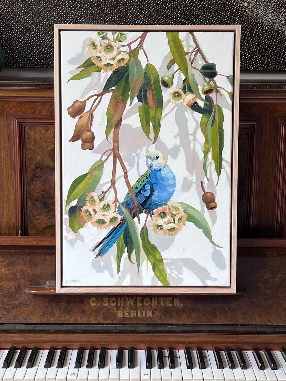 pale headed rosella with white gum