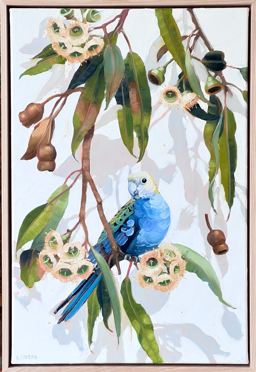 A framed painting of a blue and green parrot perched on a eucalyptus branch with green leaves and cream-colored flowers, set against a light background. pale headed rosella by australian artist, kirsty mcintyre, painter of australian birds and flowers