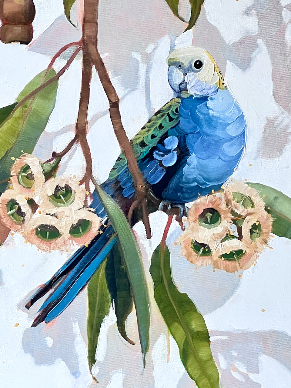 pale headed rosella with white gum