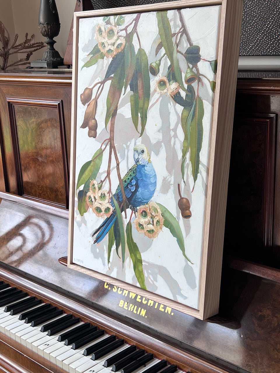 pale headed rosella with white gum