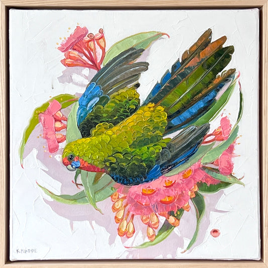 Peace rosella