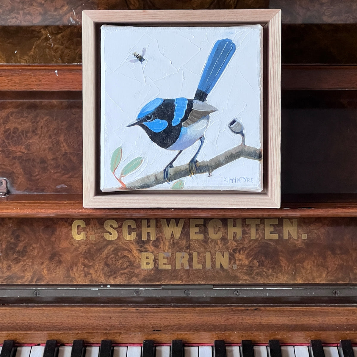 Superb blue wren with bee