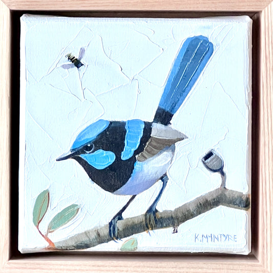 Superb blue wren with bee