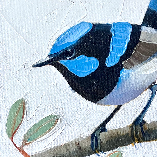 Superb blue wren with bee