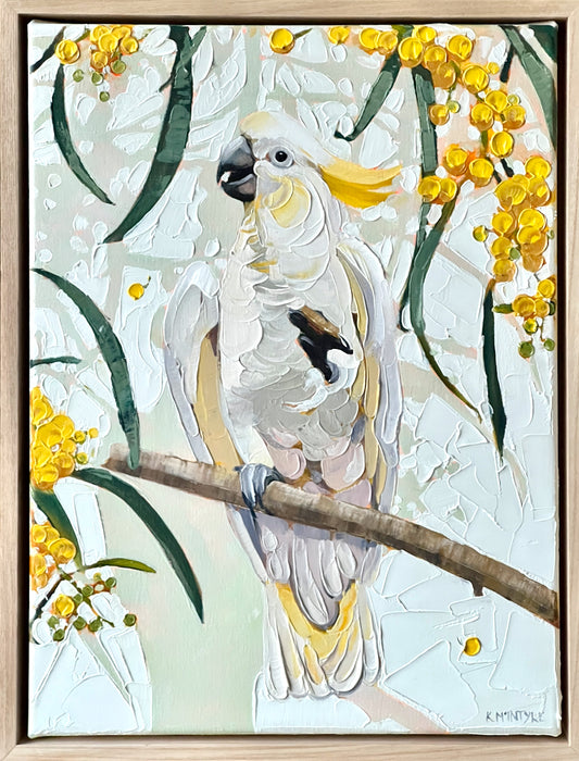 Cocky in the wattle tree (Reserved for Andrew)