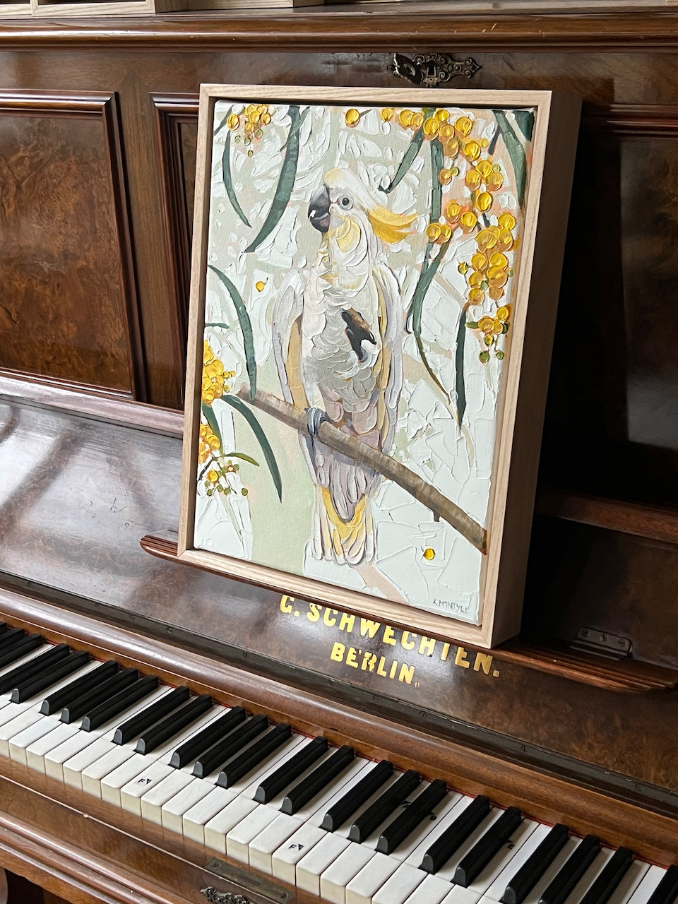 Cocky in the wattle tree (Reserved for Andrew)