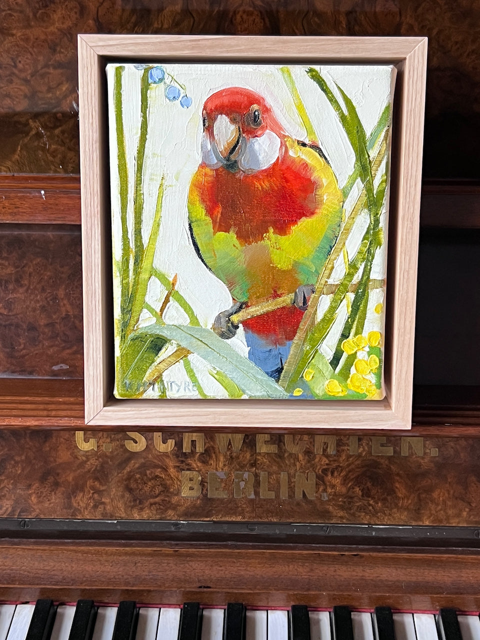 Eastern rosella forager