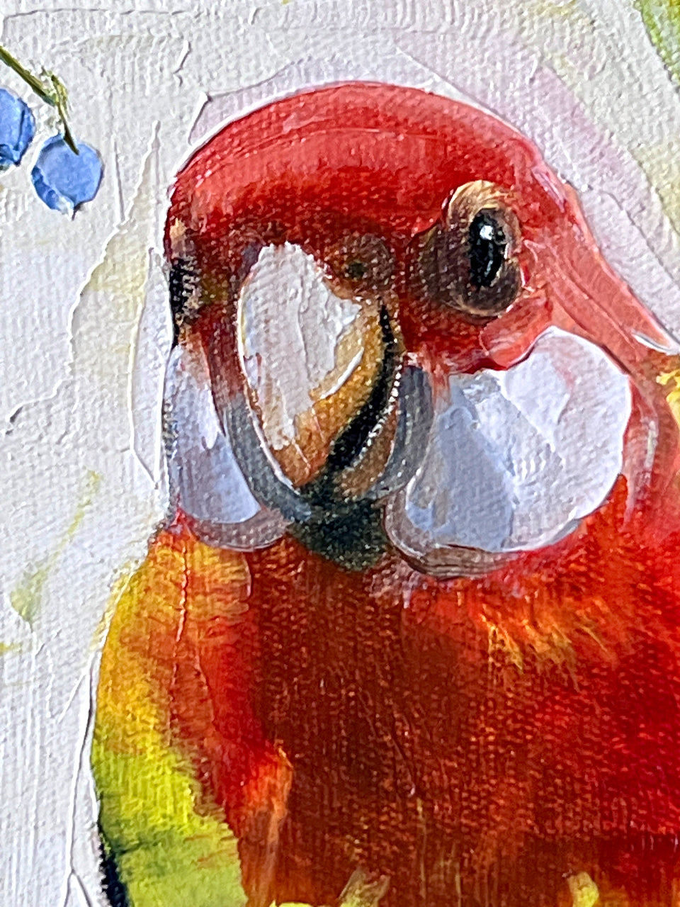 Eastern rosella forager