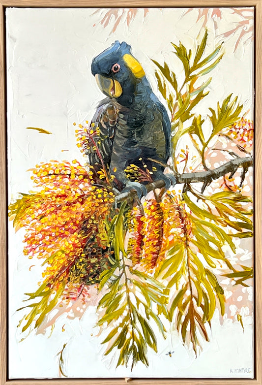 Yellow tailed cocky in the silky oak