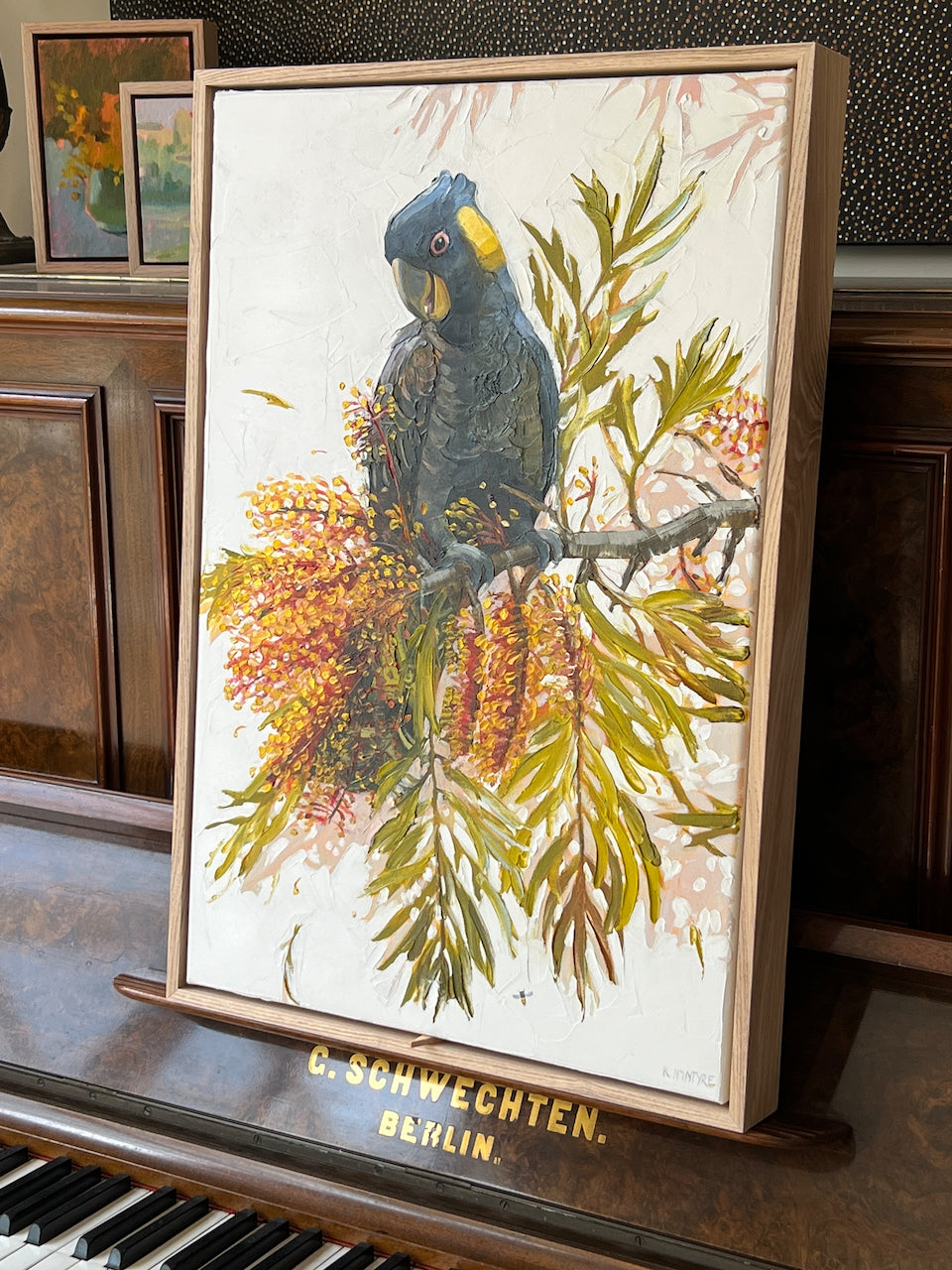 Yellow tailed cocky in the silky oak