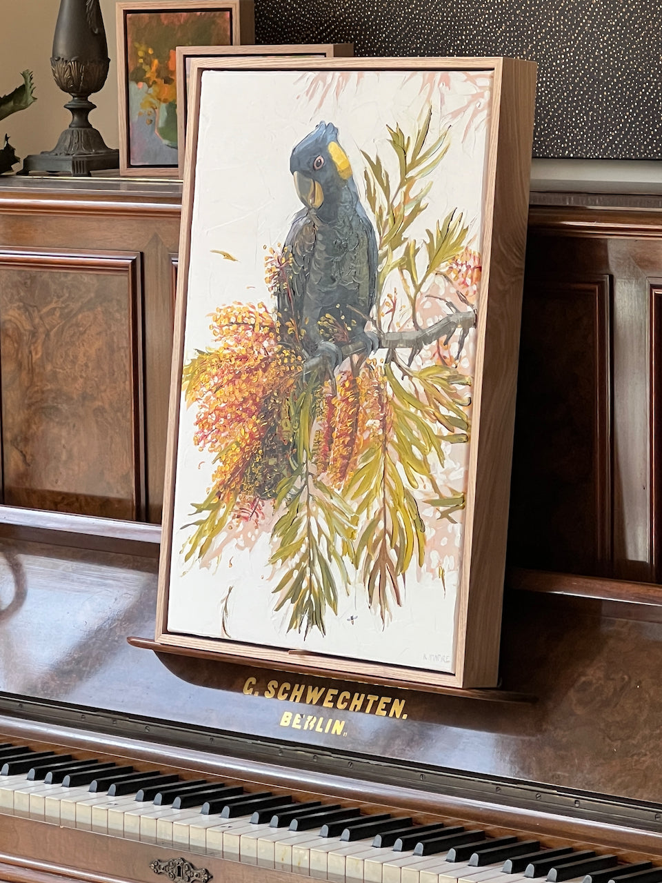 Yellow tailed cocky in the silky oak