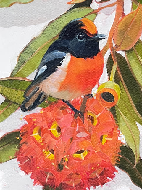 Red capped robin, scarlet blossom.