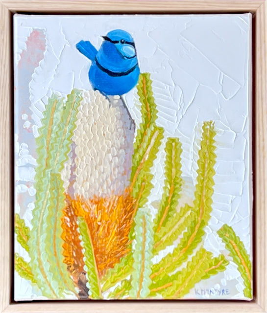 Splendid blue wren with banksia