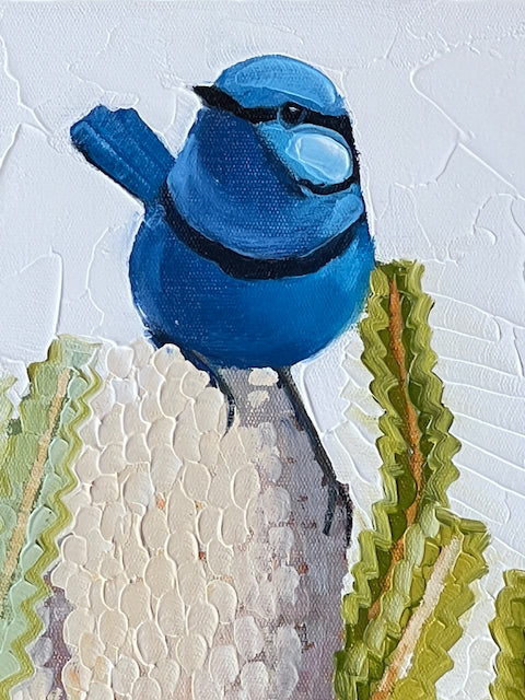 Splendid blue wren with banksia